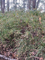 Pultenaea spinosa