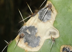 Phyllosticta concava