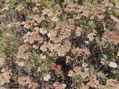 Eriogonum arborescens
