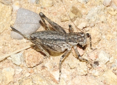 Ateloplus schwarzi