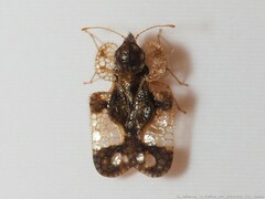 Corythucha associata