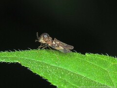 Corythucha associata