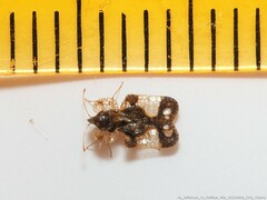 Corythucha associata