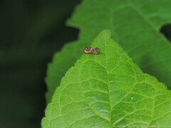 Corythucha associata