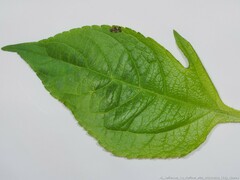 Corythucha associata