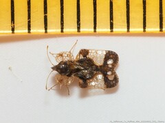 Corythucha associata