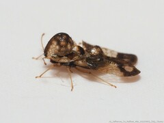 Corythucha associata