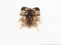 Corythucha associata