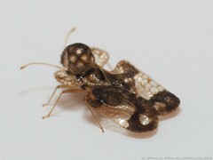 Corythucha associata