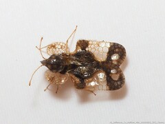 Corythucha associata