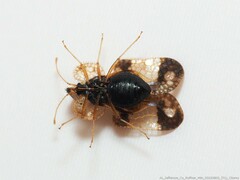 Corythucha associata