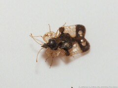 Corythucha associata