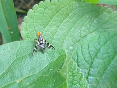 Rhagoletis striatella