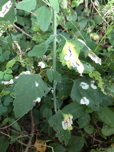 Orache Leafminer Moth photo 2
