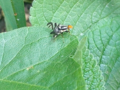 Rhagoletis striatella