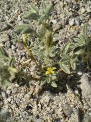 Cleomella obtusifolia