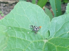 Rhagoletis striatella