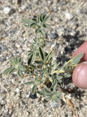 Cleomella obtusifolia