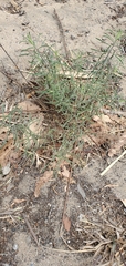 Erigeron blochmaniae