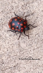 Pachycoris klugii