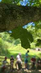 Vasates aceriscrumena