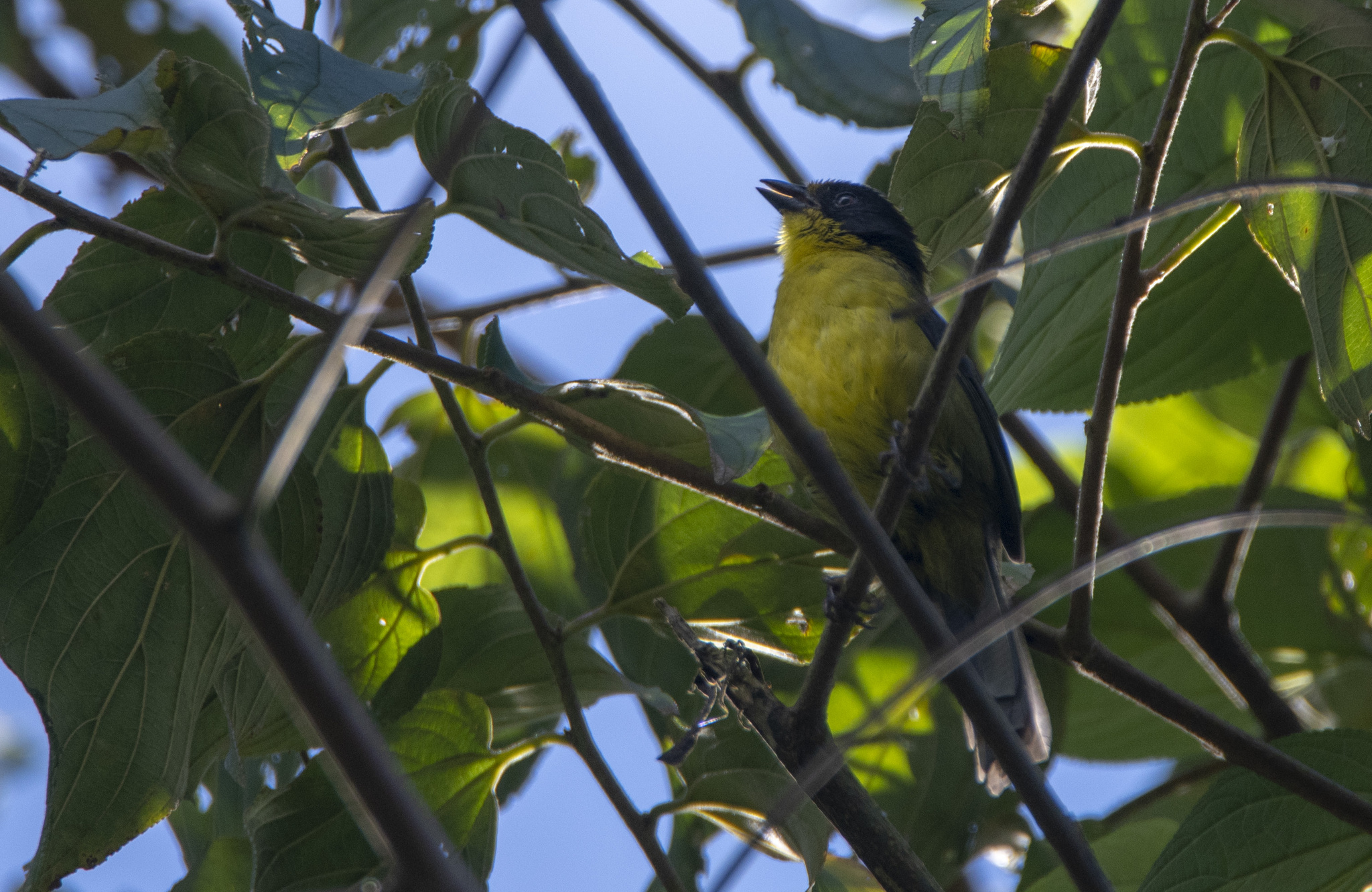 Tricolored Brushfinch (Atlapetes tricolor), photo 6