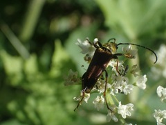 Lepturobosca chrysocoma