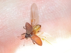 Rhyssomatus pruinosus