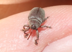 Rhyssomatus pruinosus