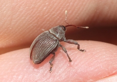 Rhyssomatus pruinosus