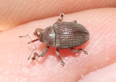 Rhyssomatus pruinosus