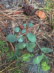 Euphorbia ipecacuanhae