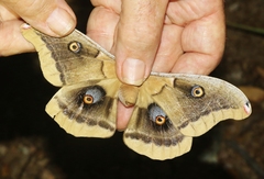 Antheraea oculea