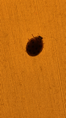 Harmonia axyridis