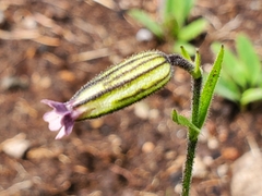 Silene drummondii striata