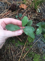 Euphorbia ipecacuanhae