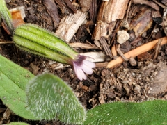 Silene drummondii striata