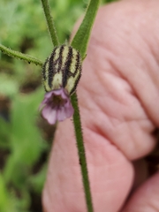 Silene drummondii striata