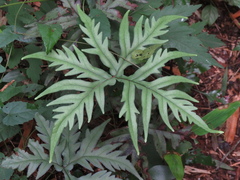 Doryopteris