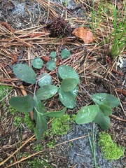 Euphorbia ipecacuanhae