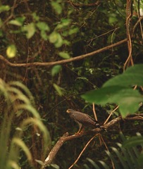 Rupornis magnirostris