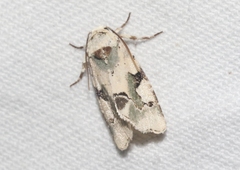 Emarginea percara
