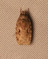 Agonopterix curvilineella
