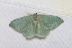 Xerochlora masonaria