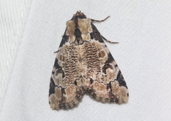 Stibaera thyatiroides