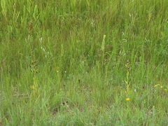 Platanthera praeclara