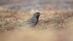 Rhopospina fruticeti