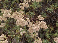 Eriogonum arborescens