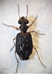 Scopodes