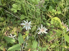 Leontopodium smithianum